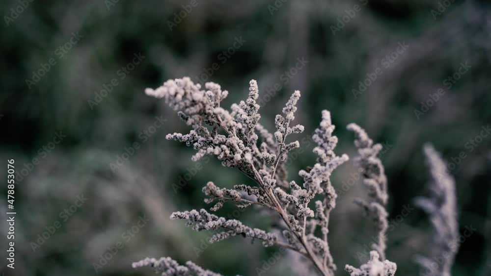 Freezing. Ice-frozen plants. Winter. Close-up. Freezing. Ice-frozen plants. Winter. Close-up.
