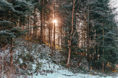 Fototapeta Naklejka Na Ścianę i Meble -  Słońce, las, śnieg