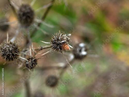 dry burdock thorns on the bushes © moskvich1977