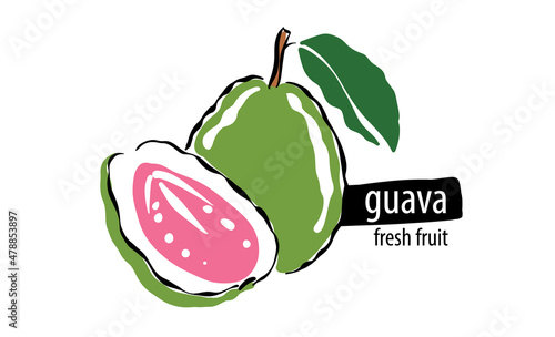 Drawn vector guava on a white background