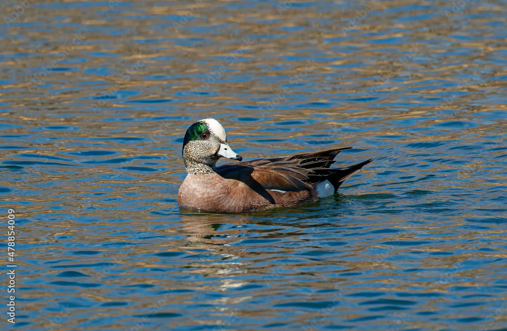 Fototapeta premium American Wigeon duck in pond