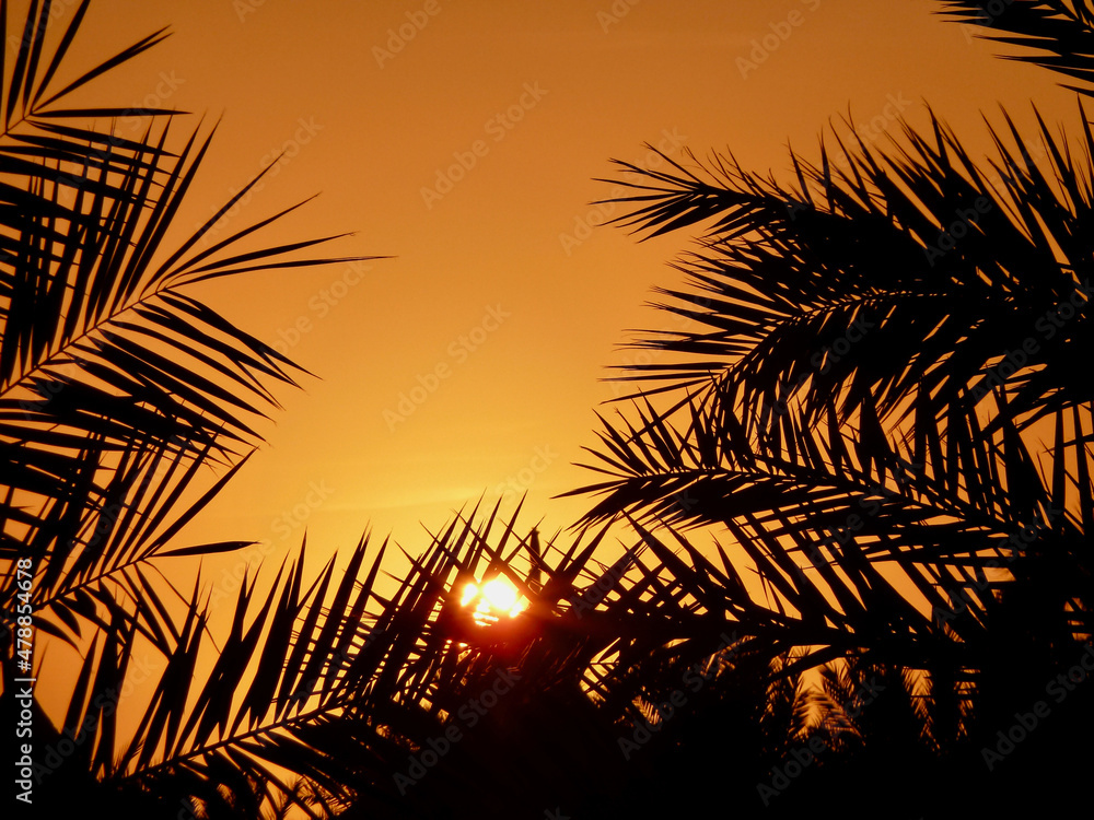 Closeup of palm branches at sunset. Dubai, United Arab Emirates. Closeup of palm branches at sunset. Dubai, United Arab Emirates.
