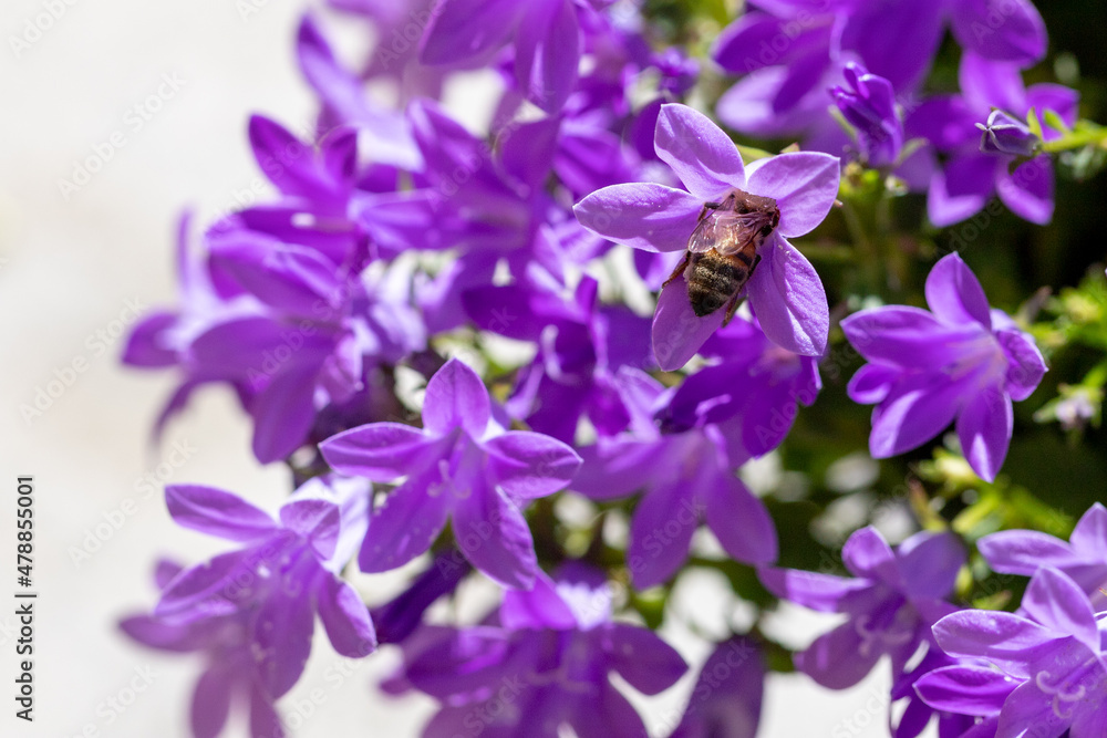 Obraz premium campanule ape