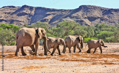 A small breeding family group of Desert Adapted Elephants wandering across the Damaraland desert in an endless search for water during Namibia s scorching dry season.
