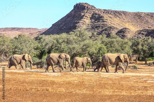 A small breeding family group of Desert Adapted Elephants wandering across the Damaraland desert in an endless search for water during Namibia's scorching dry season.
