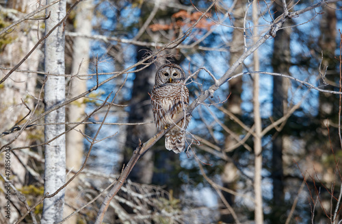 Barred owl hunting in forest