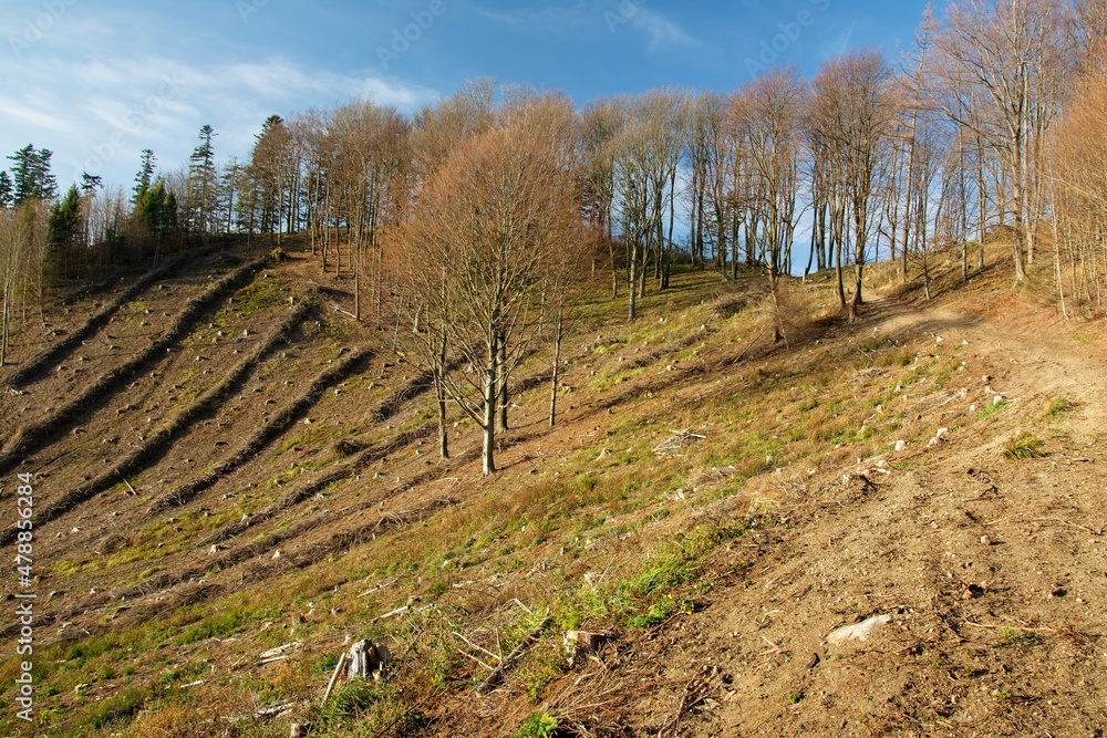 Cut down the slope after bark beetle infestation. Rajnochovice. Hostyn hills. East Moravia. Europe. 