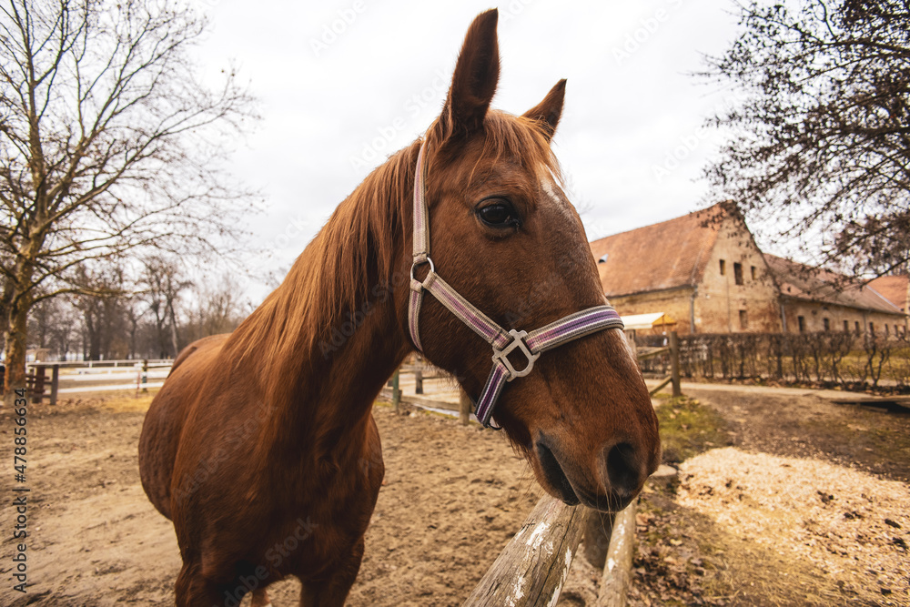 horse at the farm horse at the farm