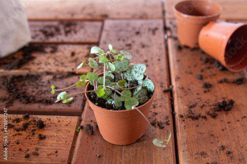 Closeup of a baby plant of the variety ceropegia woodii, with the background out of focus, on a wooden table. Gardening