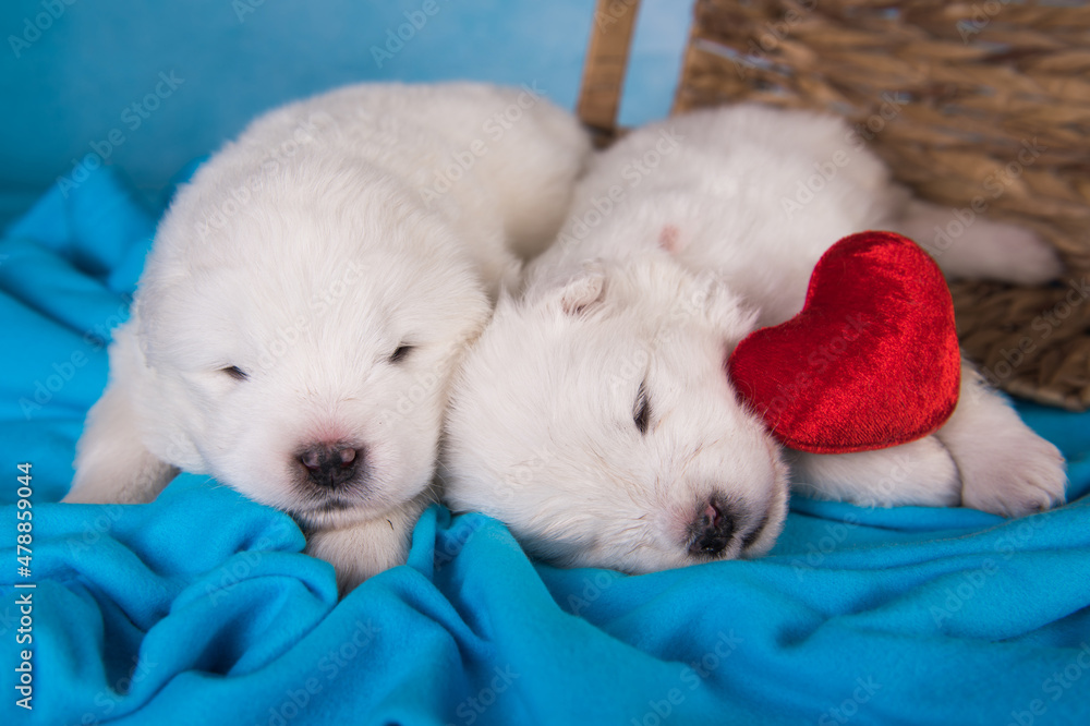 Two small one month old cute white Samoyed puppies dogs Two small one month old cute white Samoyed puppies dogs
