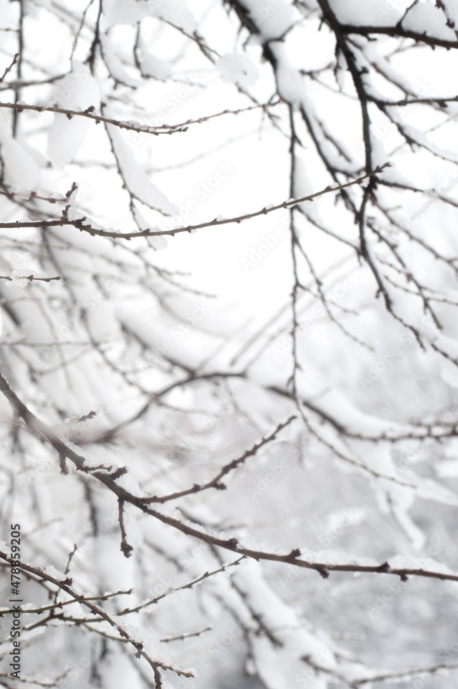 Creative artistic abstract background of frozen winter forest snowy tree