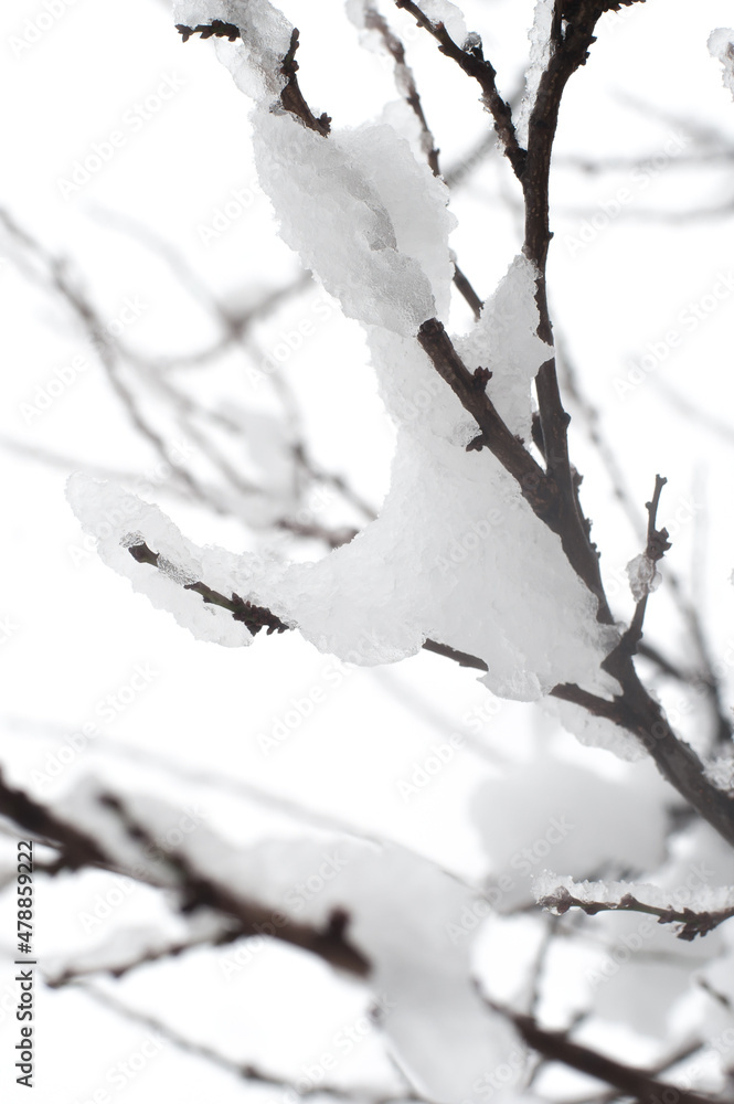 Creative artistic abstract background of frozen winter forest snowy tree