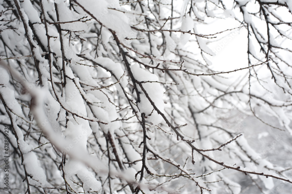 Creative artistic abstract background of frozen winter forest snowy tree Creative artistic abstract background of frozen winter forest snowy tree