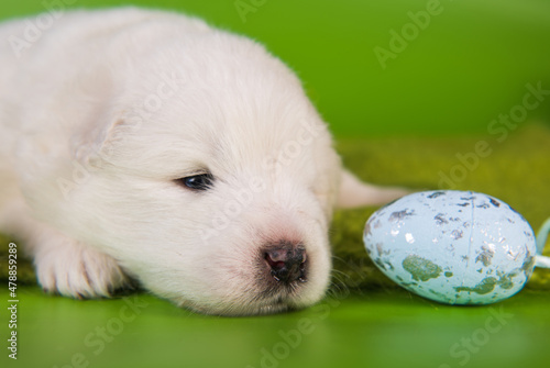 White small Samoyed puppy dog with eggs on Easter