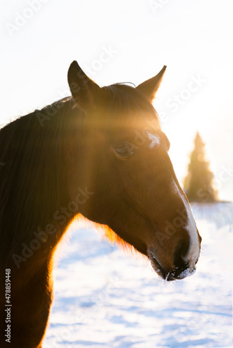 Brown Lusitano horse in the snow in winter landscape © PIC by Femke
