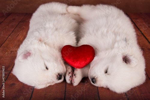 Two small one month old cute white Samoyed puppies dogs with red heart