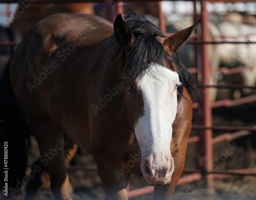 Rodeo Stock Bald Faced Bucking Horse © Wayne Gooden 