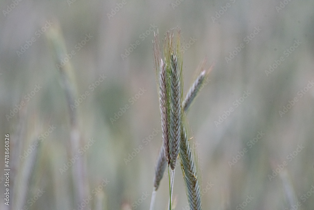 Rye in the field. Close-up of ears of ripening rye. Farming in the countryside. Rural landscape.
