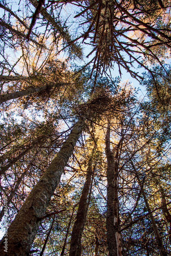 Fototapeta premium Upward Forest View