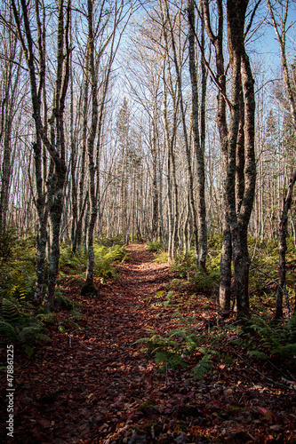 Forest Pathway © Nicole