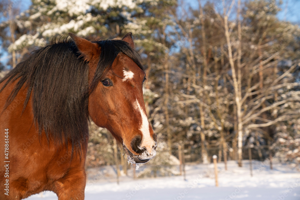 Brown Lusitano mare in the snow winter landscape Brown Lusitano mare in the snow winter landscape