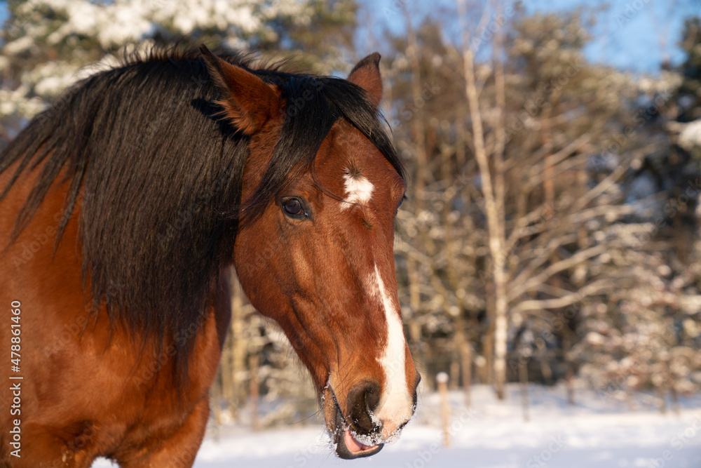 Brown Lusitano mare in the snow winter landscape Brown Lusitano mare in the snow winter landscape