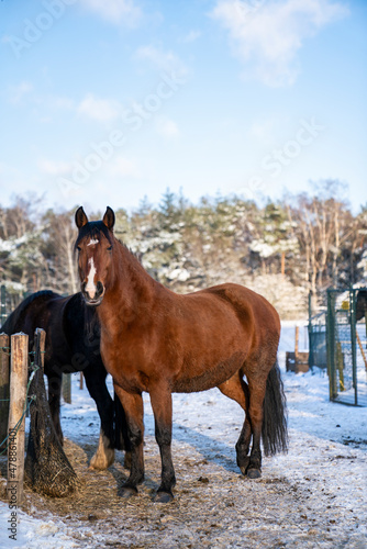 Brown Lusitano mare in the snow winter landscape © PIC by Femke