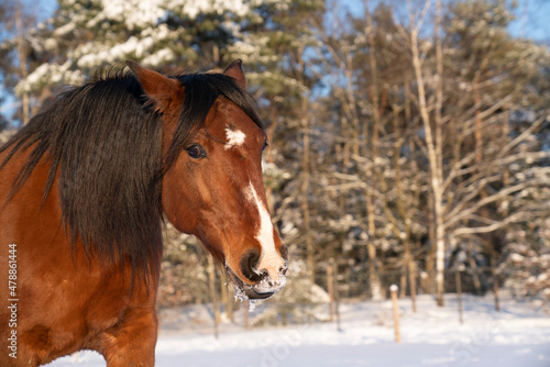 Brown Lusitano mare in the snow winter landscape