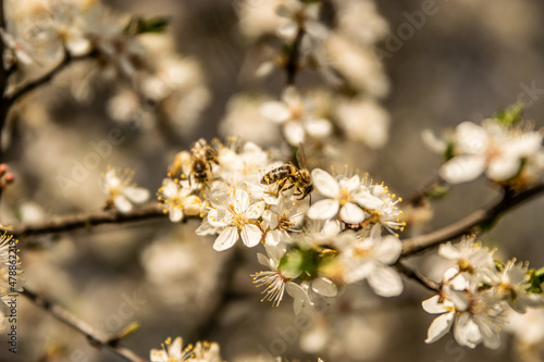 Blooming tree and bees