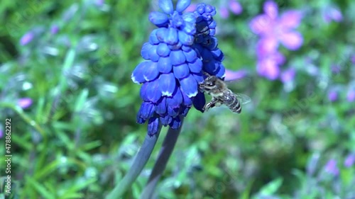 Slow motion of a bee collecting pollen from a blue hyacinth