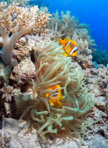 Photo of coral reef withClown fishes and anemone.