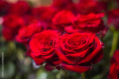 Bright beautiful bouquet of red roses  fragment  close.