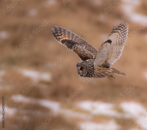 Long Eared owl in flight