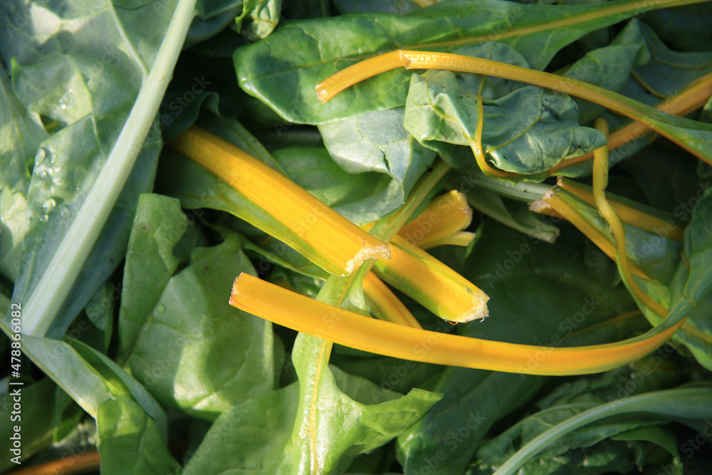 Vegetable swiss chard in yellow. Silver Beet leafs background.