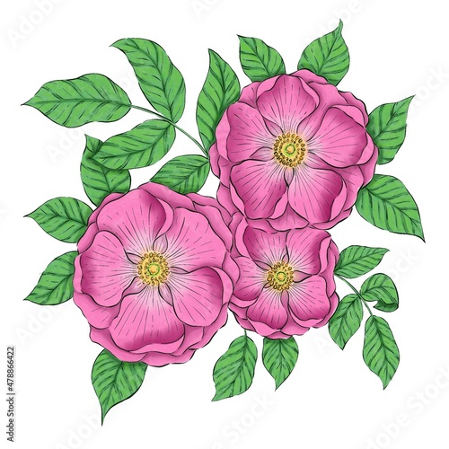 pink rose flower © Людмила Зеленюк
