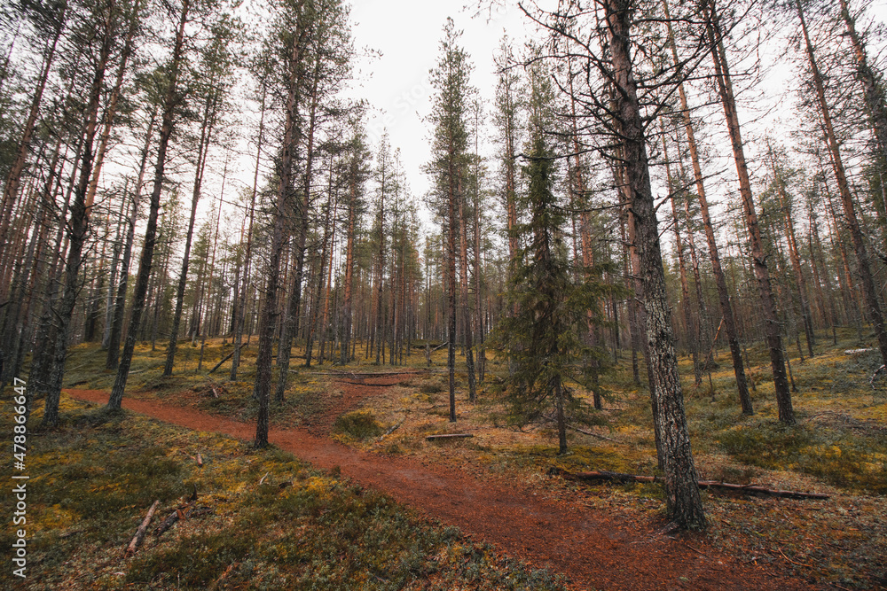 Fototapeta premium Wild nature in an autumn pine forest with the last shreds of light in an area called Korouoma in Lapland, Finland. A breath of fresh air