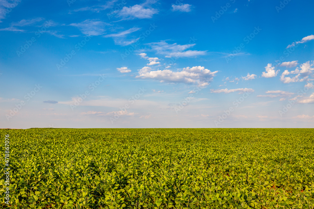 Obraz premium Soybean field in a sunny day. Agricultural scene.