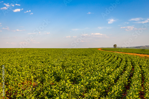 Quadro em tela Soybean field in a sunny day. Agricultural scene.