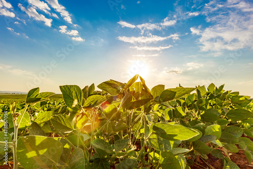 Schilderij op canvas Soybean field in a sunny day. Agricultural scene.