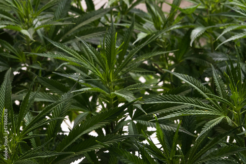 Cannabis plants in a greenhouse