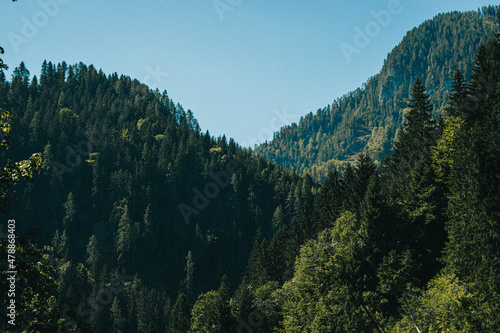 Landscape with trees