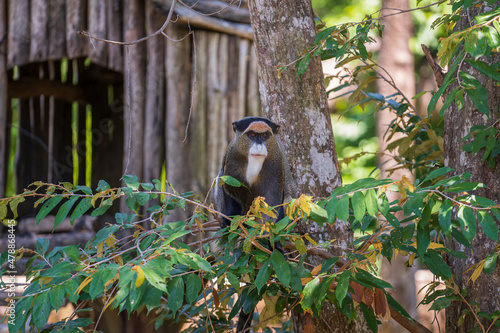 Photography De Brazza's monkey on a tree in nature. Wild african animals