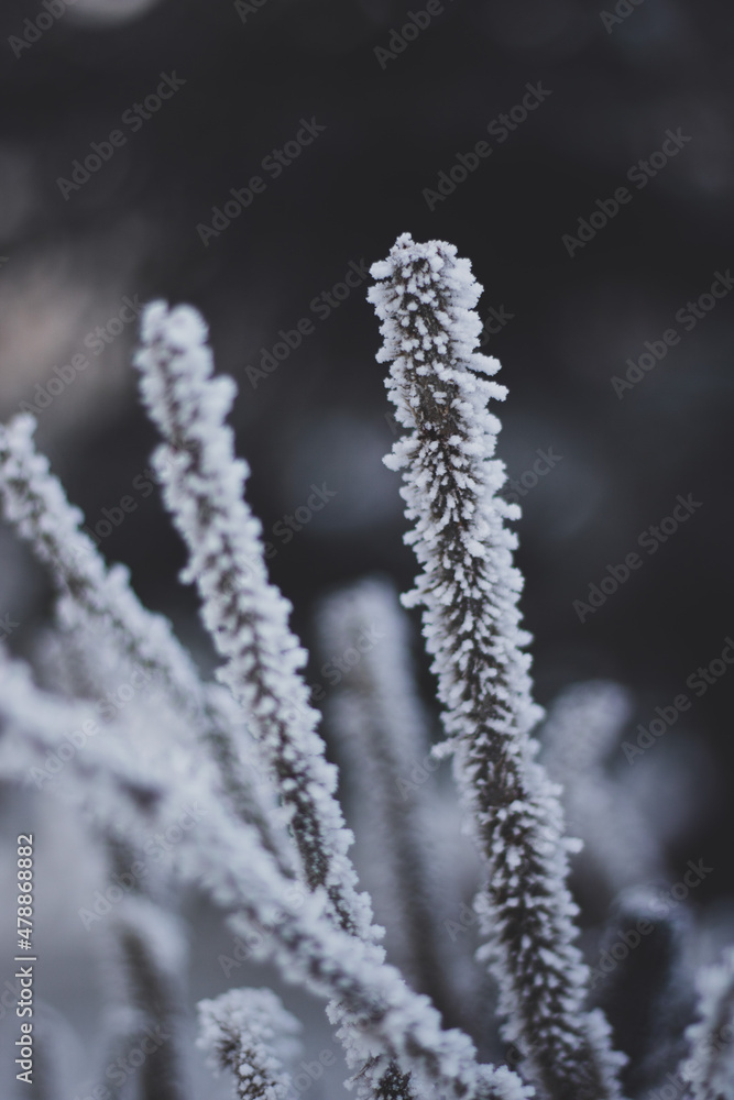 crystals on a bush crystals on a bush