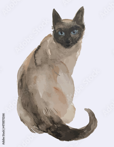 Watercolor vector drawing of domestic purebred siamese cat