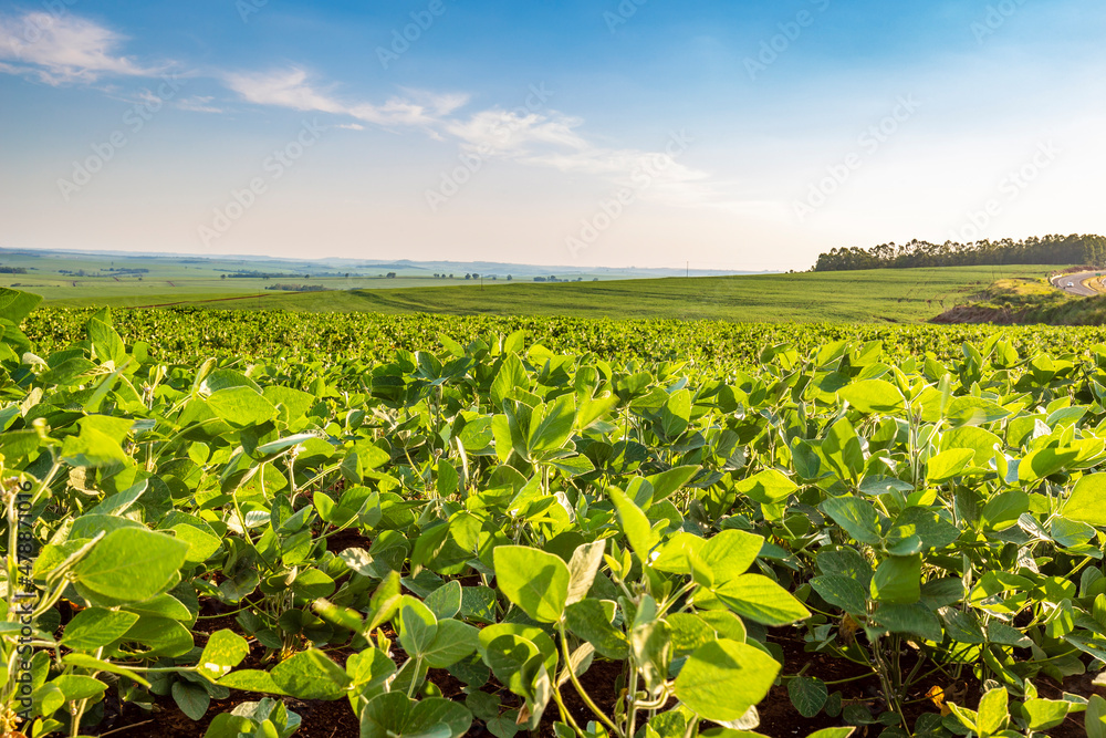 Soybean field in a sunny day. Agricultural scene. Soybean field in a sunny day. Agricultural scene.