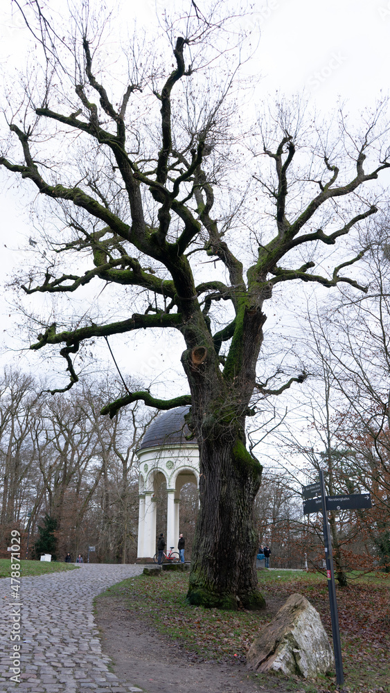 Tree with many branches in winter sky and building behind it Nerotal Wiesbaden Hesse Germany