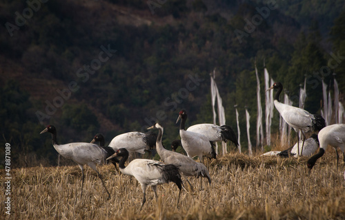 A Common Crane in a flock of Black-necked Cranes in Bumdeling Wildlife Sanctuary in Trashi Yangtse, Bhutan photo