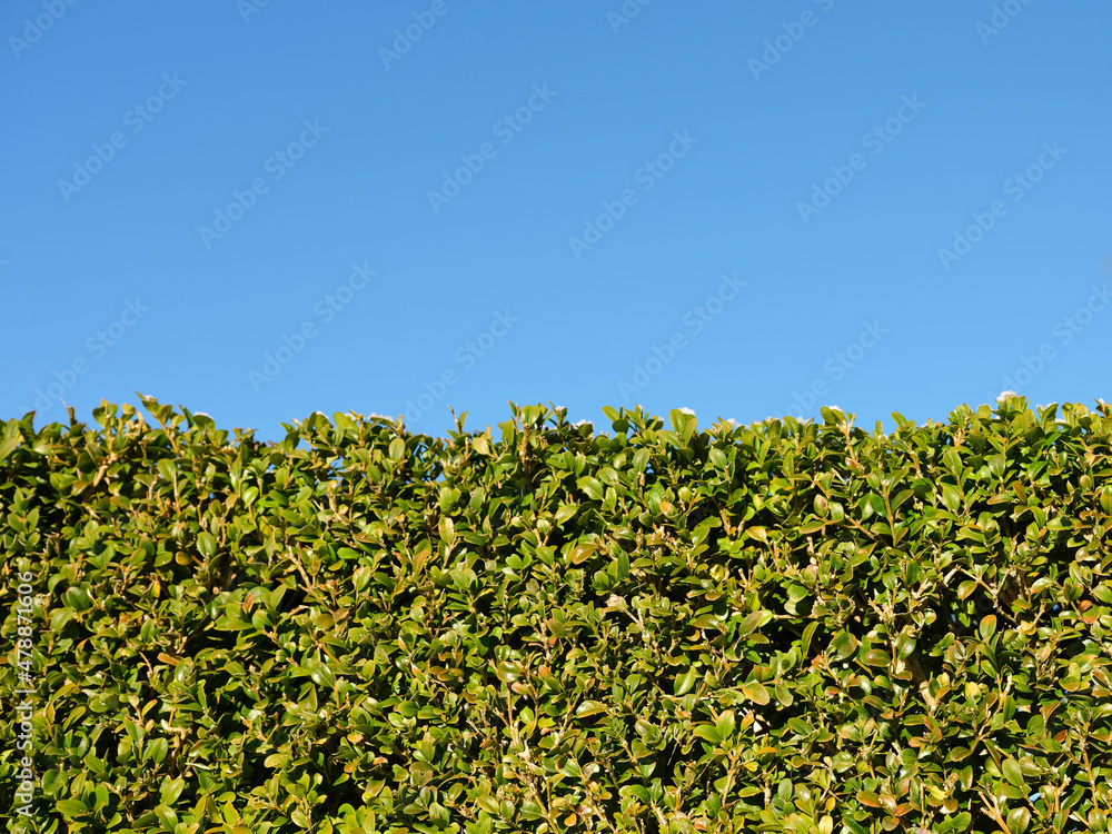 Freshly cut evergreen hedge in close up. Sunlight and clear blue background with space for text
