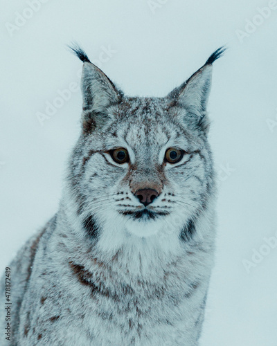 Captive lynx in Norway