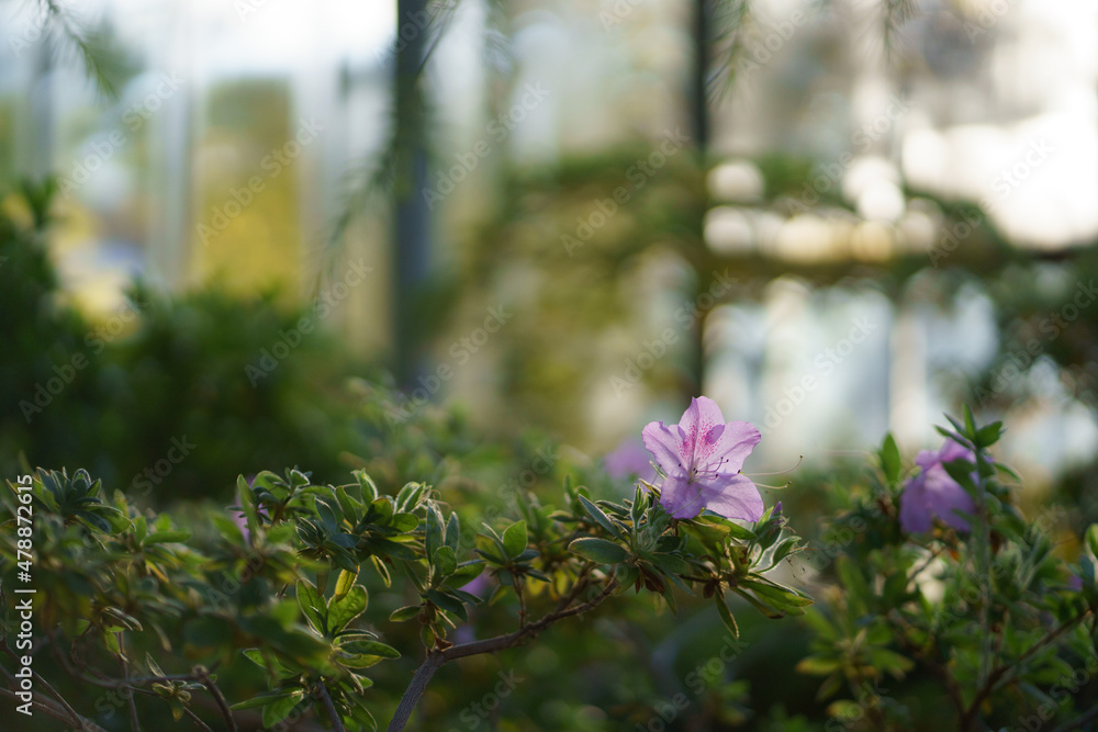 Obraz premium Pink azalea blooming in home garden. Blossoming houseplant tree in orangery or greenhouse in spring. Glasshouse with big windows and different indoor plants growing. Botany and home gardening concept